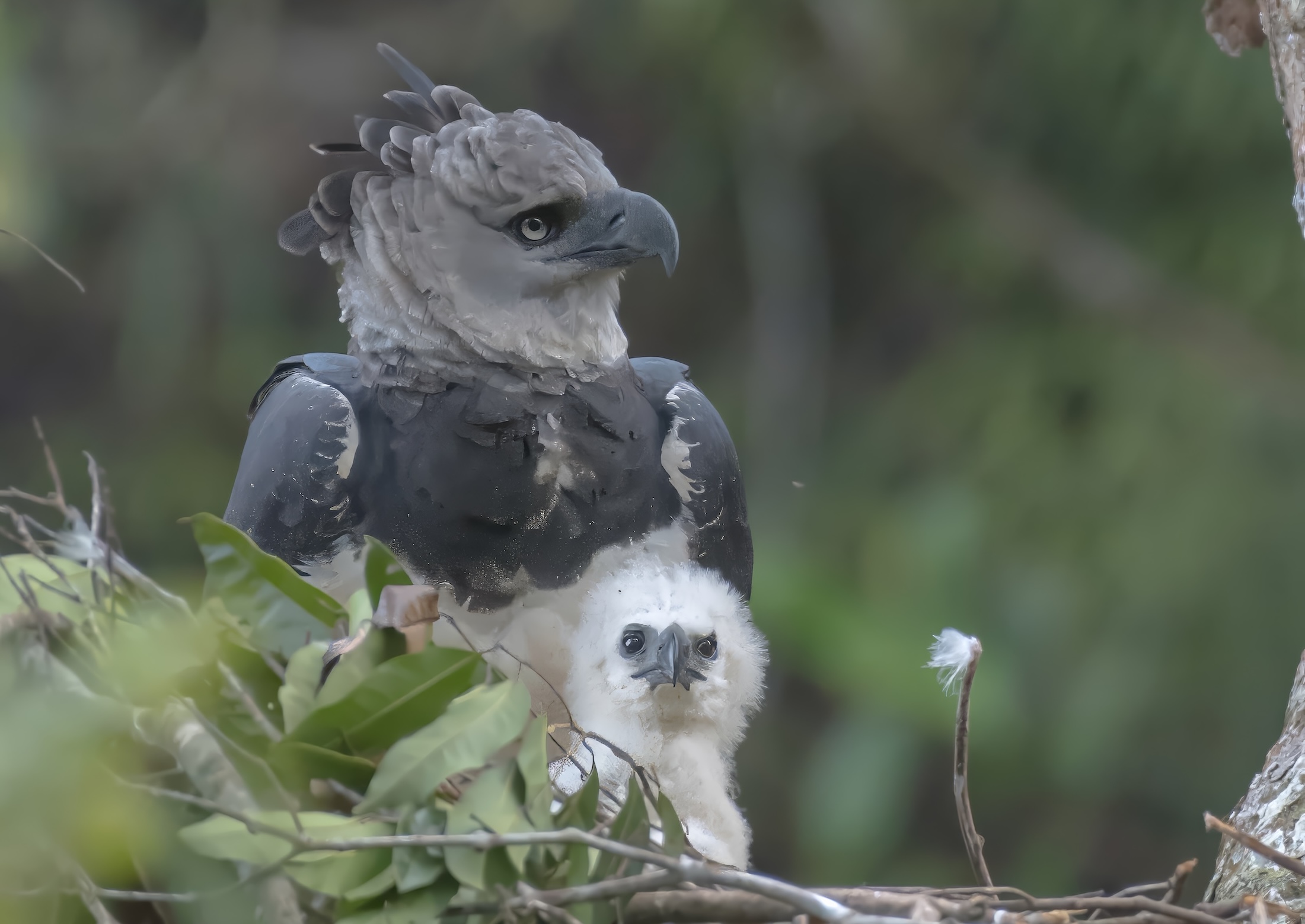 Harpy Eagle: Into the Wild Photography Expedition